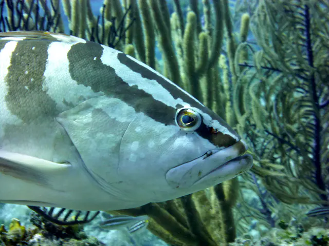 Underwater photograph by Joel Bergsma