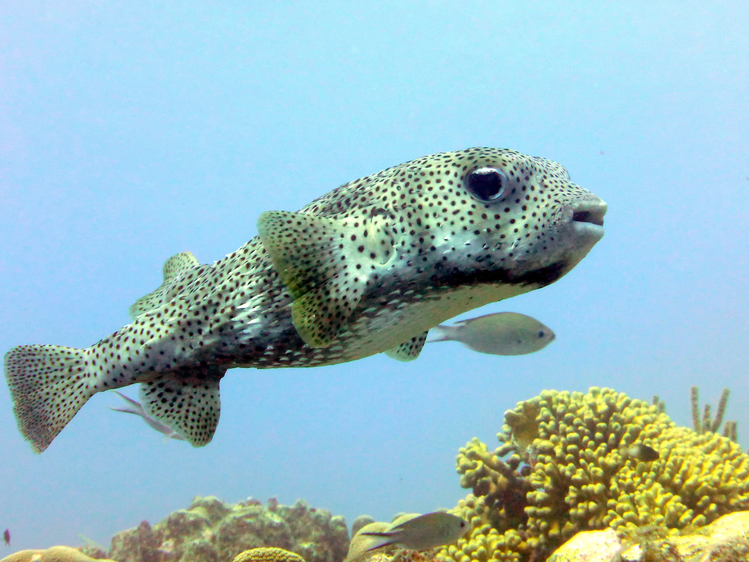 Porcupine Pufferfish, Bonaire, 2013