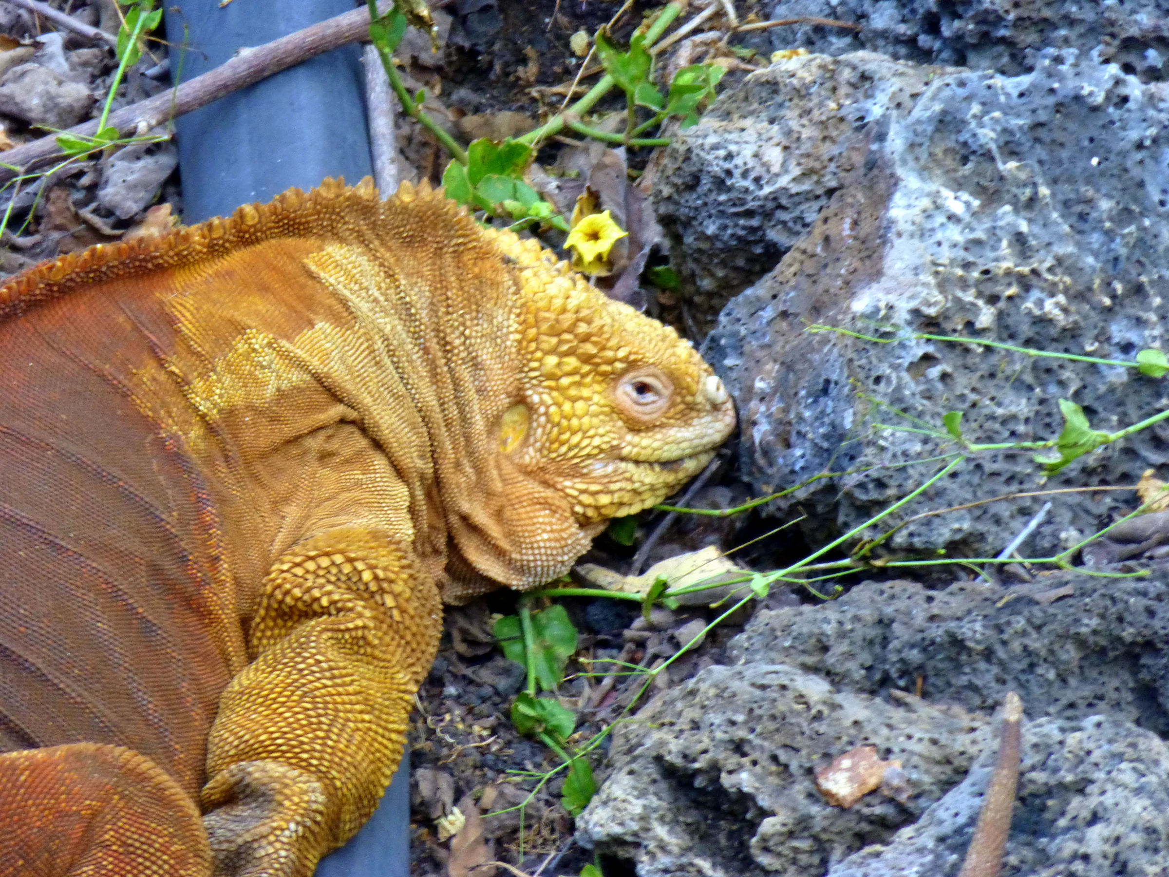 Galapagos Land Iguana at the Darwin Research Center.