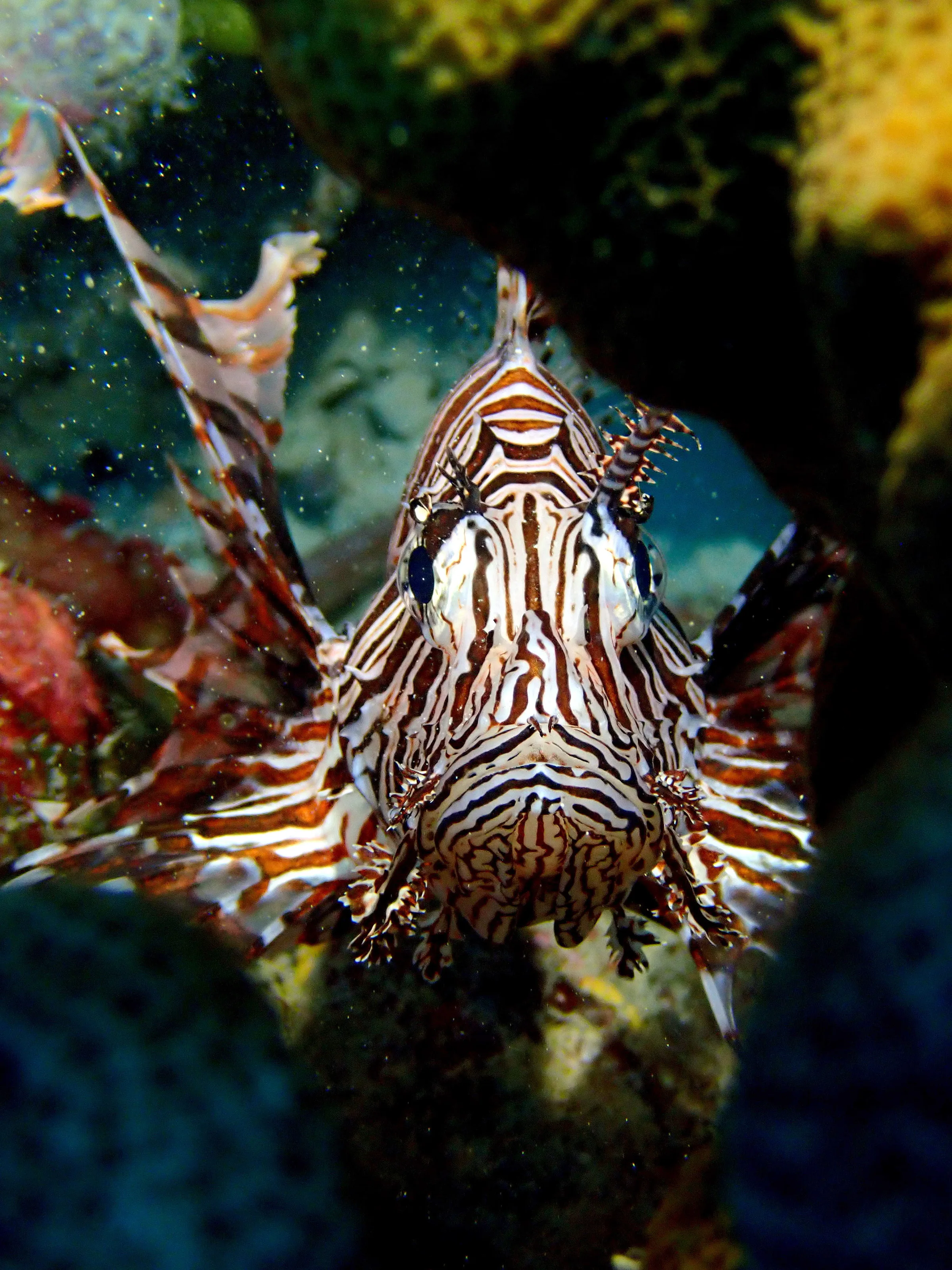 Palau underwater photograph, 2022