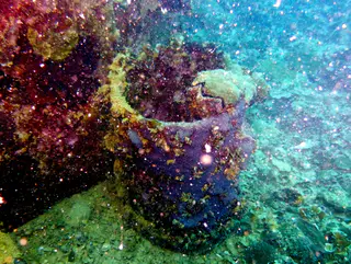 Underwater photograph by Joel Bergsma