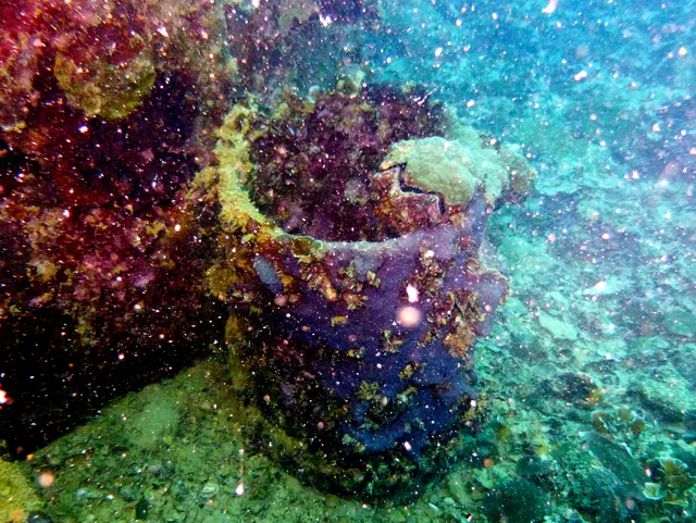Underwater photograph by Joel Bergsma