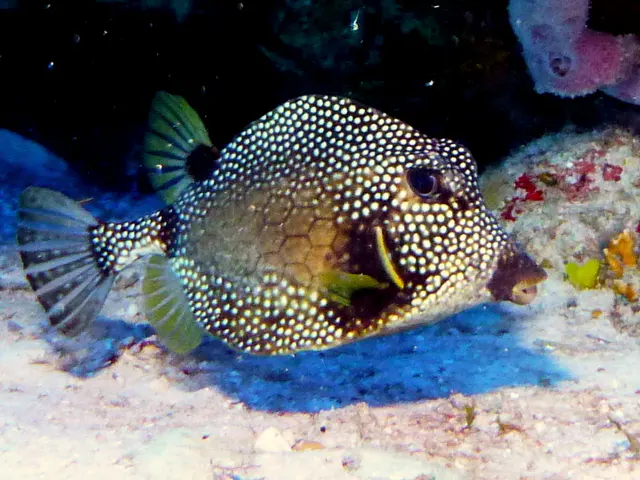 Underwater photograph by Joel Bergsma