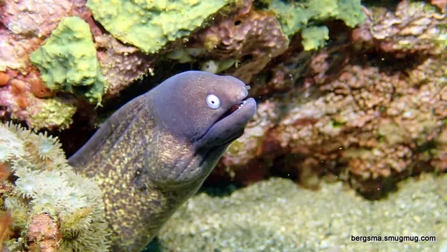 Underwater photograph by Joel Bergsma