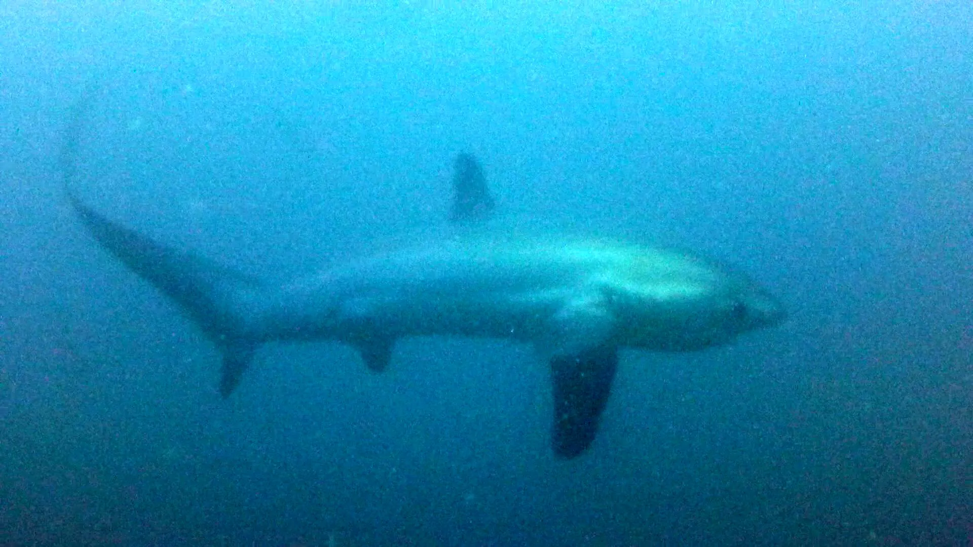 Philippines underwater photograph, 2015