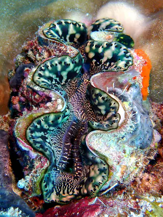 Underwater photograph by Joel Bergsma