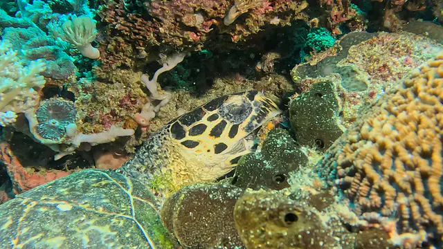 Underwater photograph by Joel Bergsma
