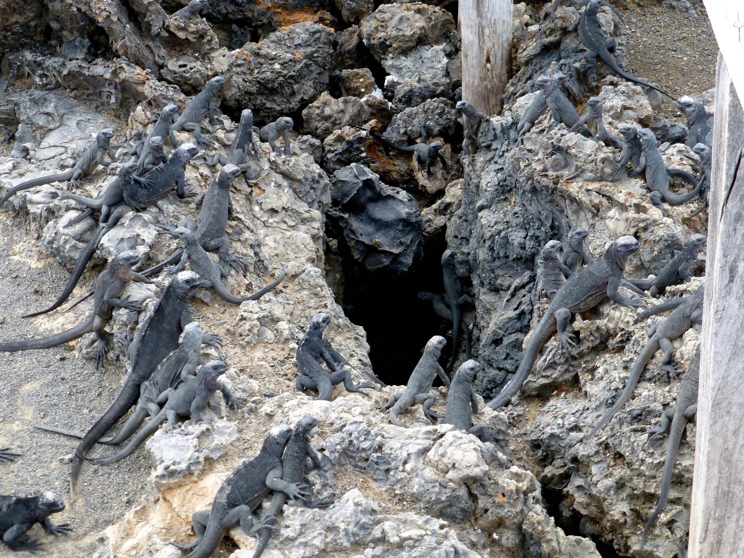 Marine Iguanas can descend down the dark hole toward the water to feed.