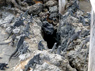 Marine Iguanas can descend down the dark hole toward the water to feed.