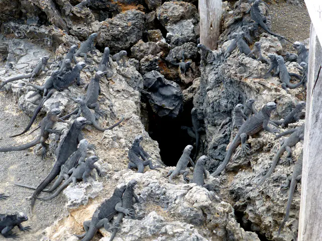 Marine Iguanas can descend down the dark hole toward the water to feed.