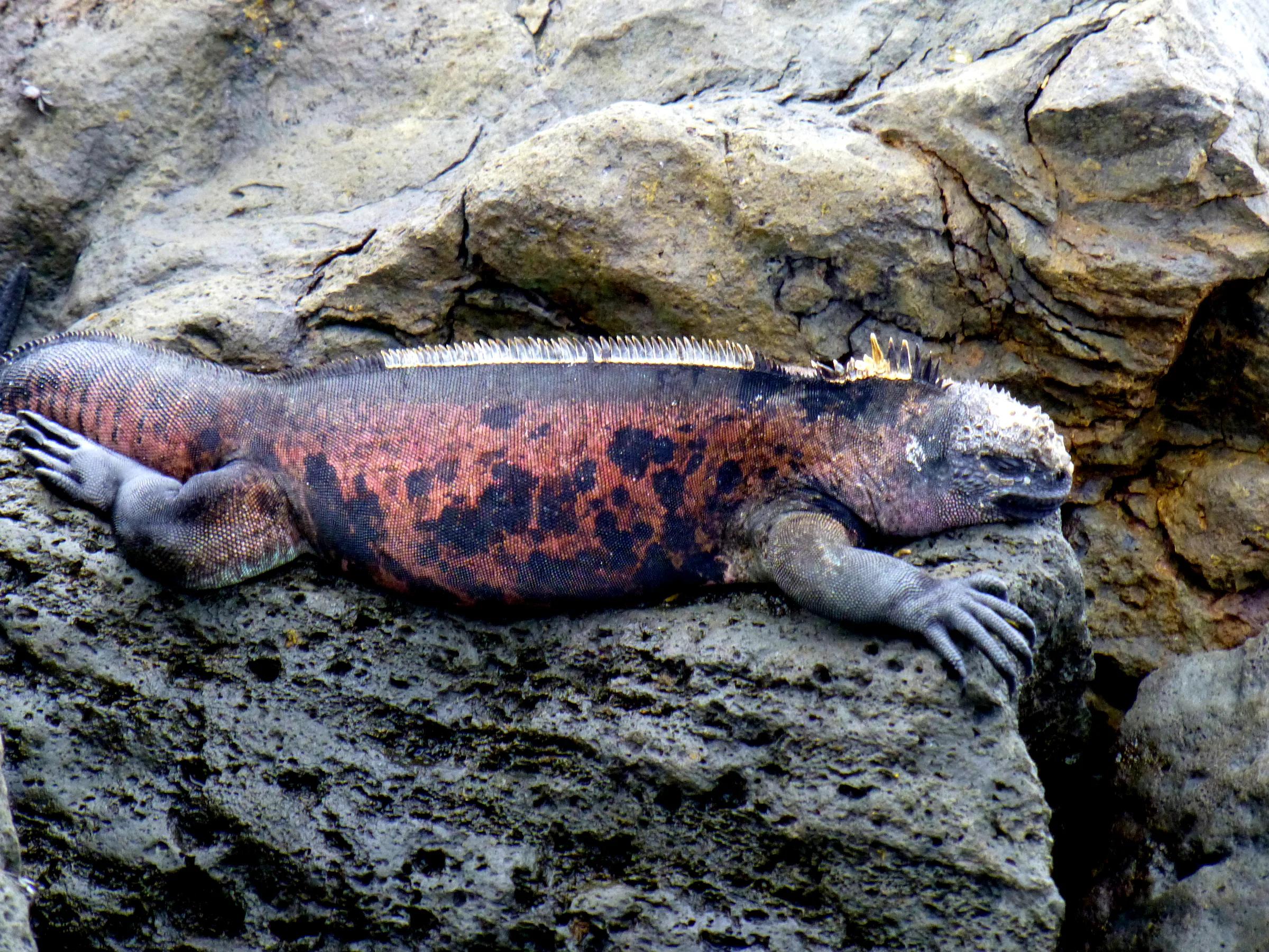 Marine Iguana