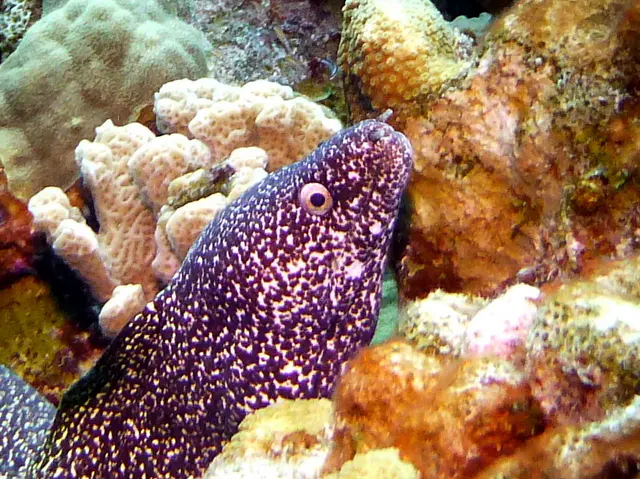 Underwater photograph by Joel Bergsma