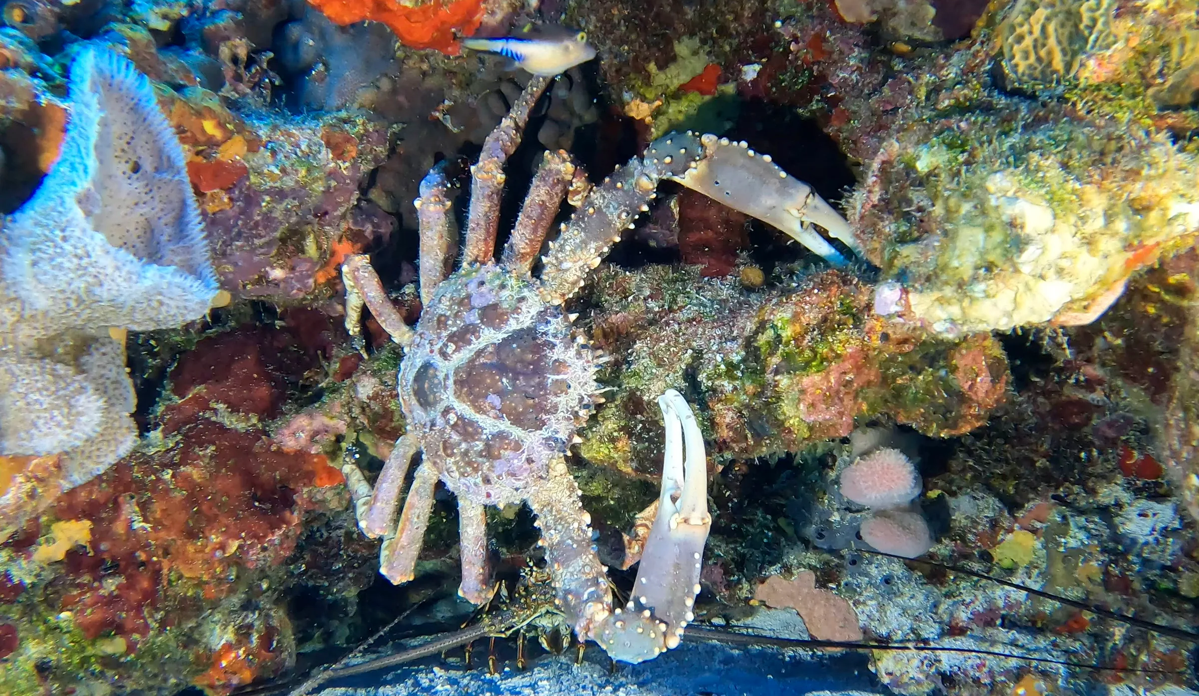Cozumel underwater photograph, 2024