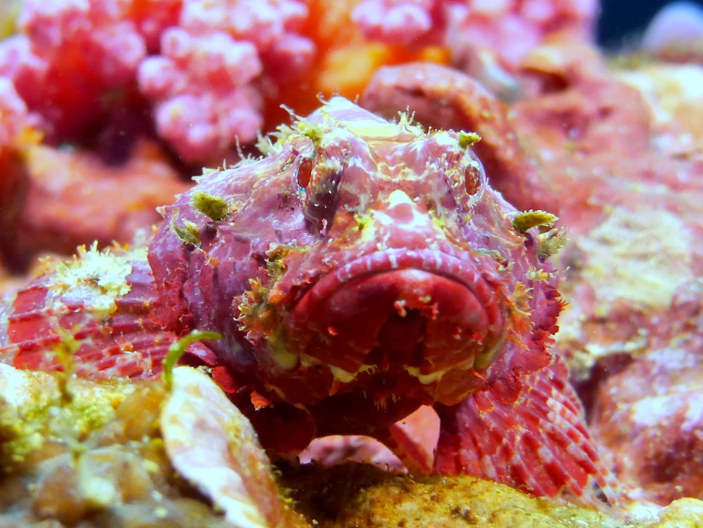 Scorpionfish, Philippines, 2014