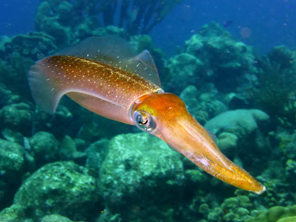 Underwater photograph by Joel Bergsma