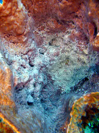Underwater photograph by Joel Bergsma