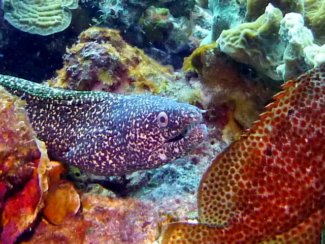 Underwater photograph by Joel Bergsma