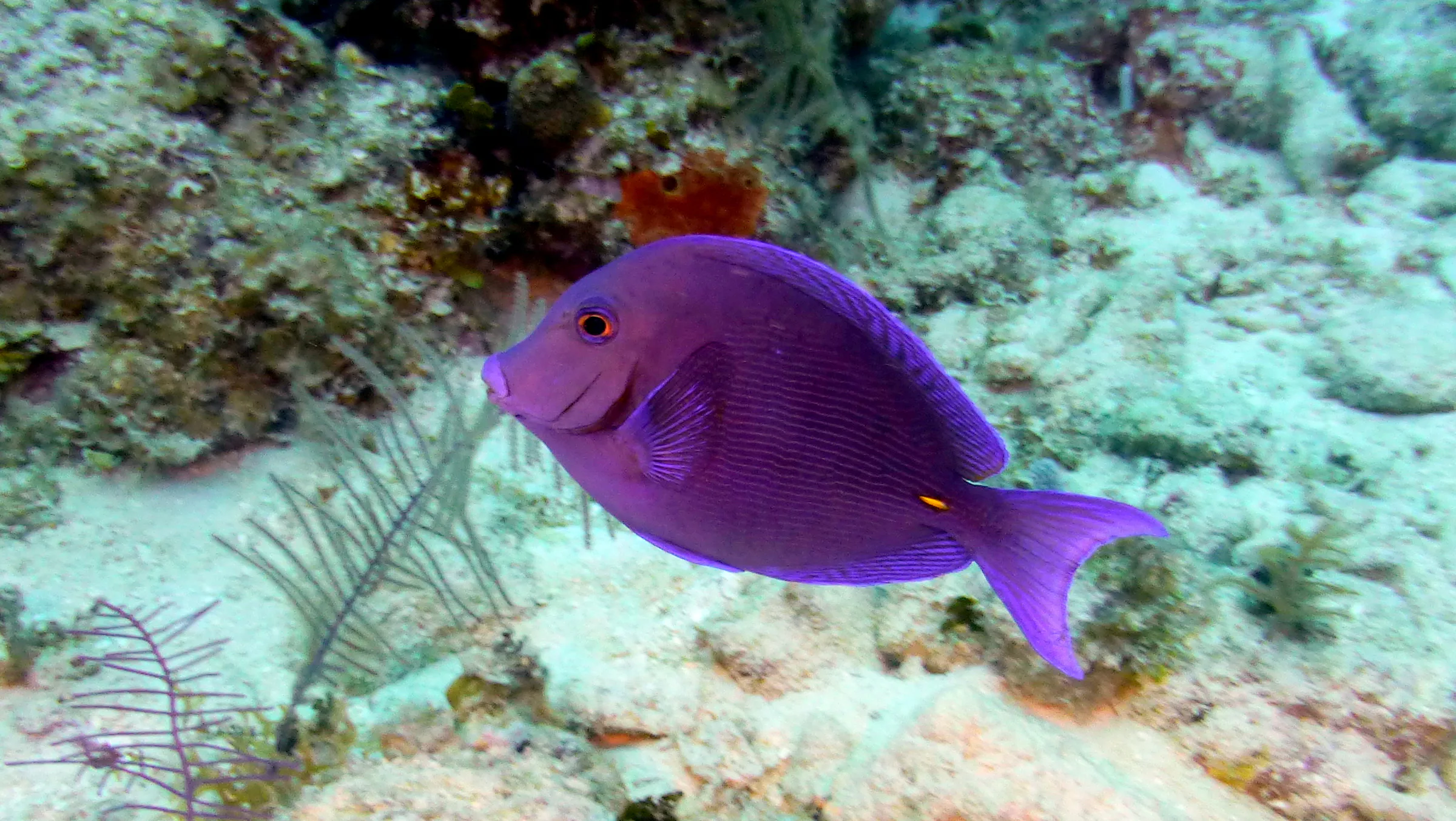 Blue Tang, Belize, 2017
