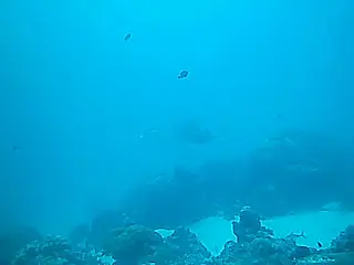 Manta ray at a German Channel cleaning station. 60 second Video.