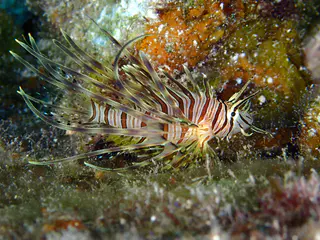 Underwater photograph by Joel Bergsma