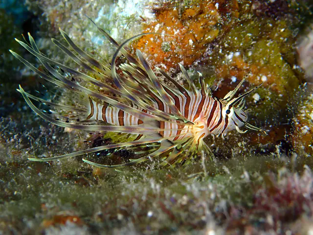 Underwater photograph by Joel Bergsma