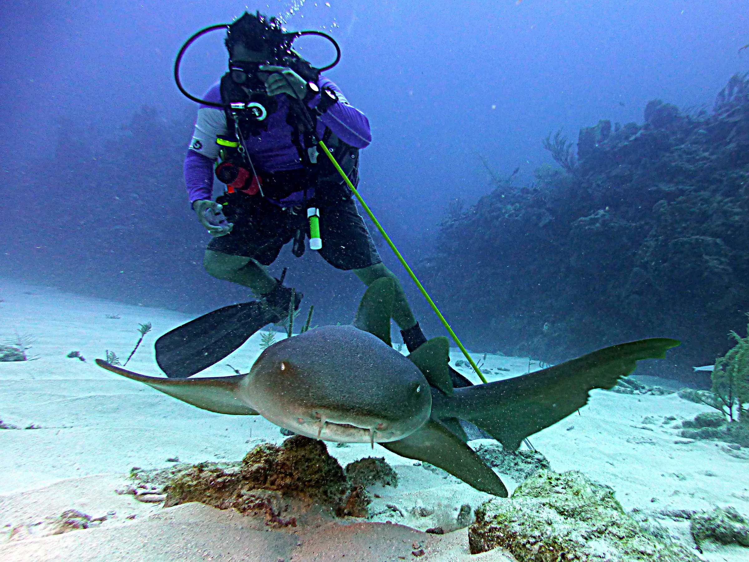 Nurse Shark, Belize, 2017