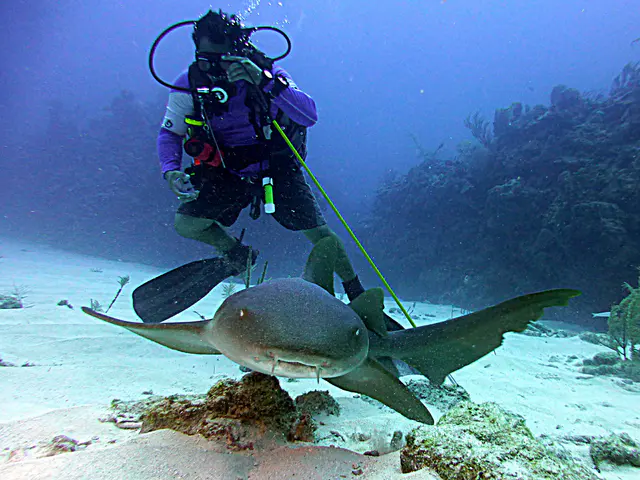 Underwater photograph by Joel Bergsma