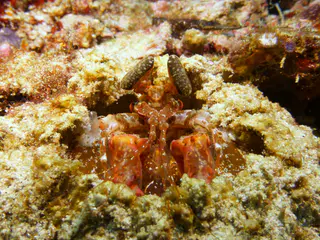Underwater photograph by Joel Bergsma