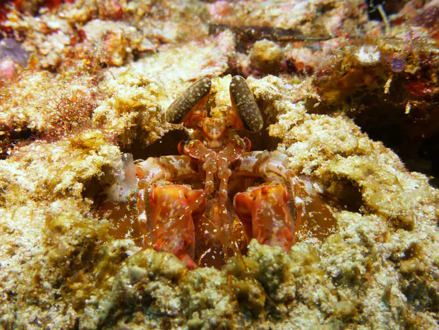 Underwater photograph by Joel Bergsma