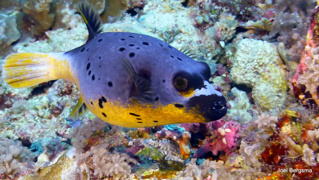 Underwater photograph by Joel Bergsma