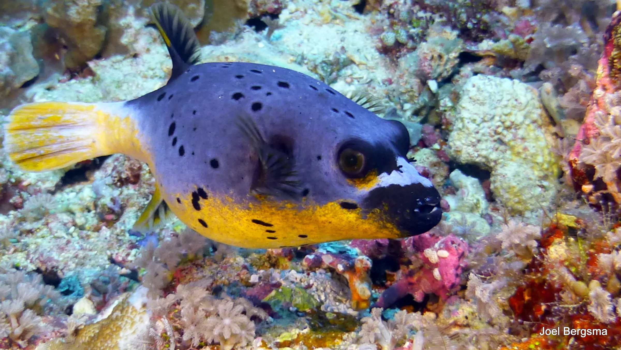 Pufferfish, Philippines, 2017
