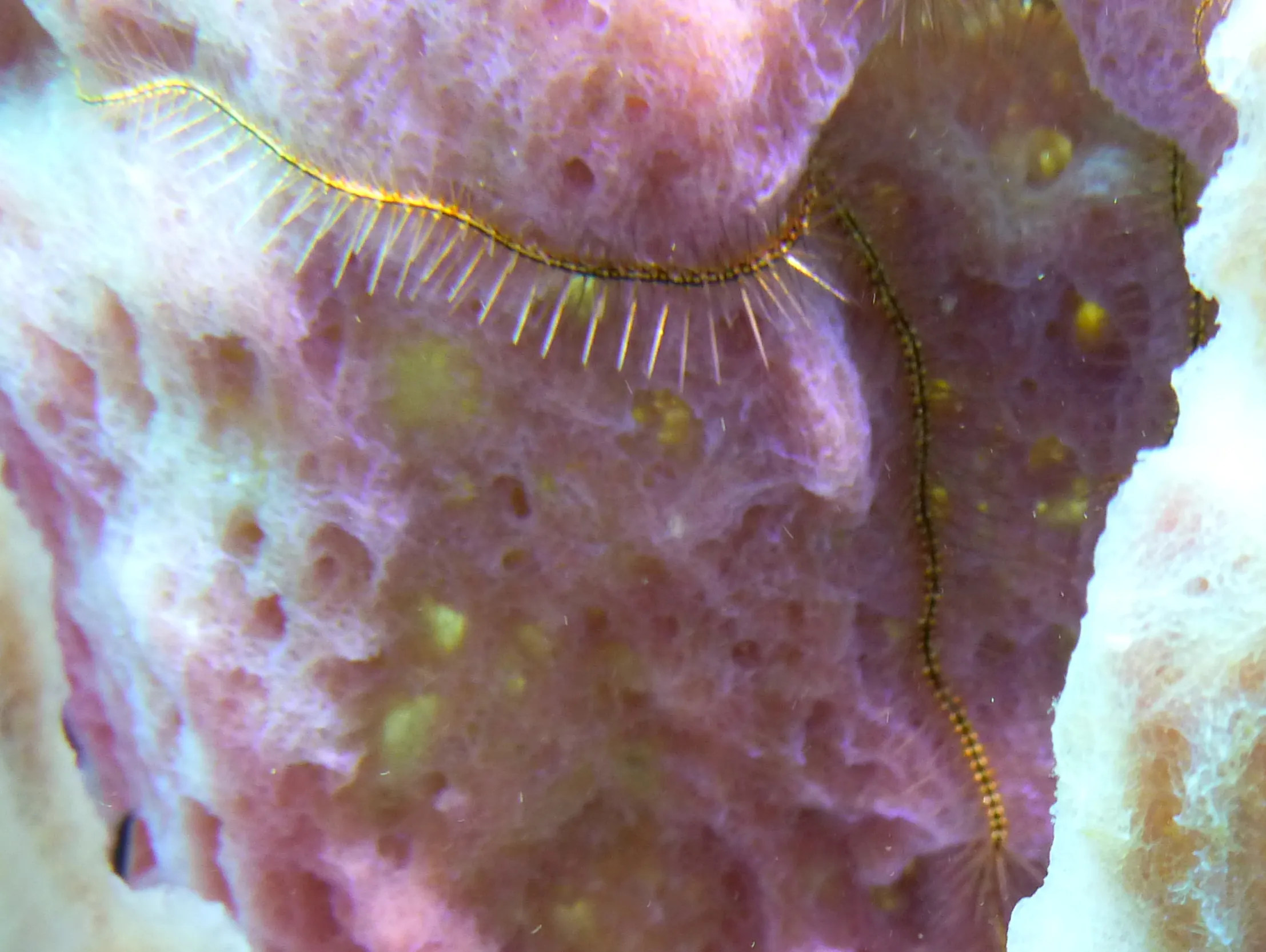 Worm, Bonaire, 2013
