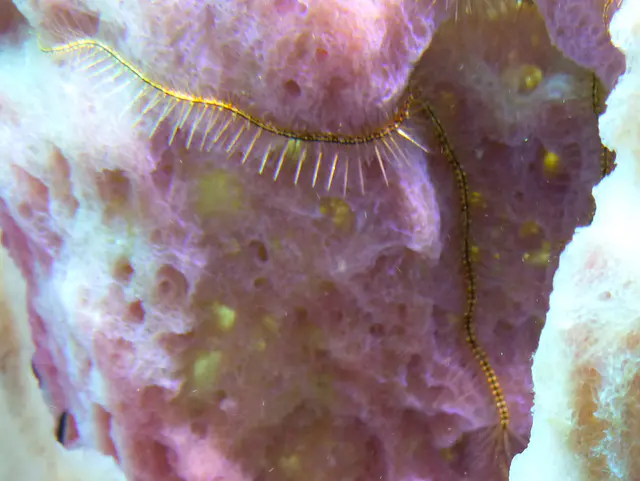 Underwater photograph by Joel Bergsma
