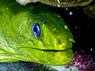 Underwater photograph by Joel Bergsma