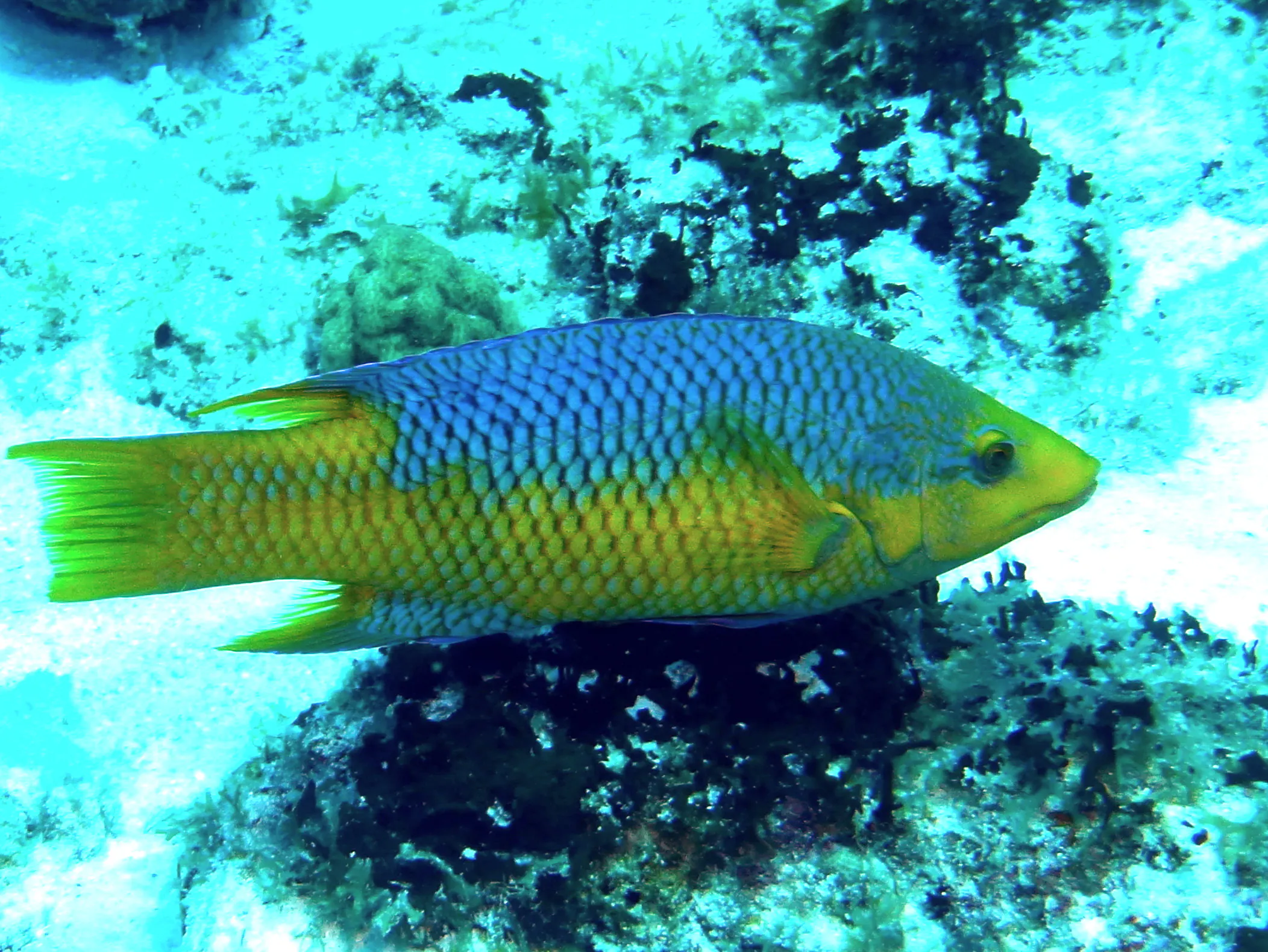 Spanish Hogfish, Bonaire, 2013
