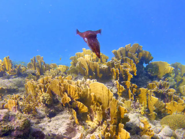 Underwater photograph by Joel Bergsma