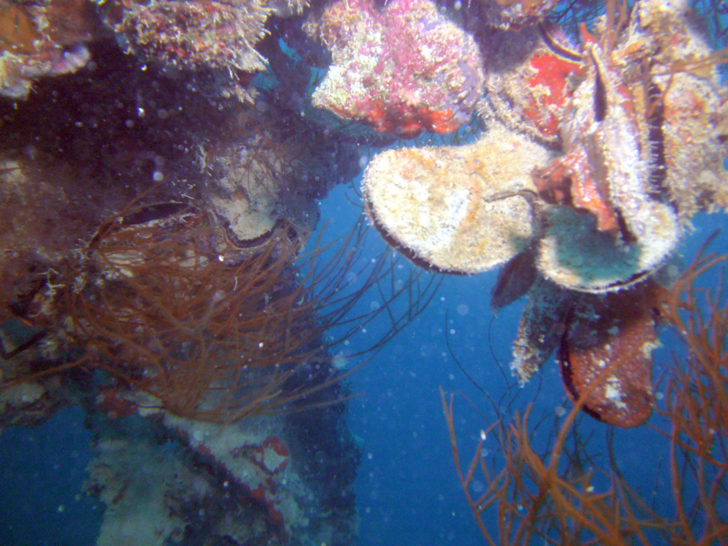Oysters & Mussles aboard the WWII Wreck Nagisan Maru.