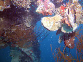 Oysters & Mussles aboard the WWII Wreck Nagisan Maru.
