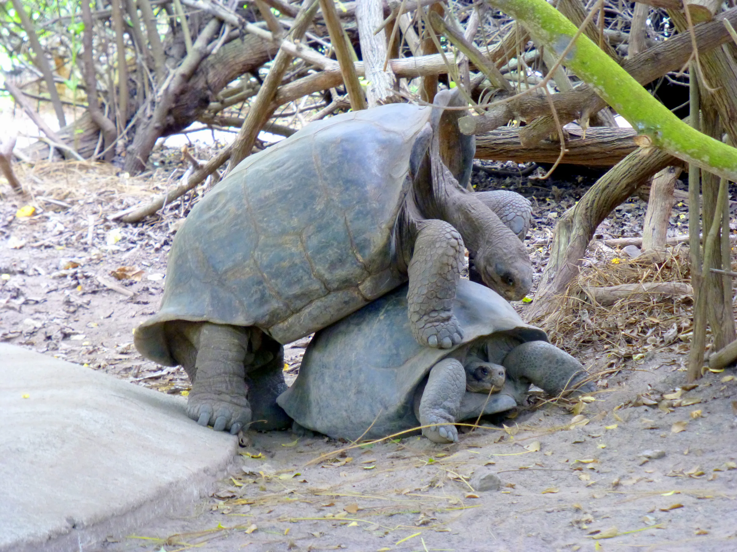 Giant Tortoises mating