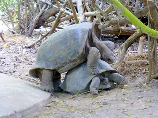 Giant Tortoises mating