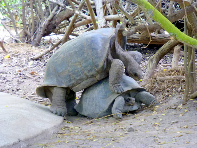 Giant Tortoises mating