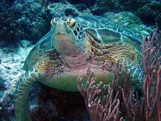 Underwater photograph by Joel Bergsma