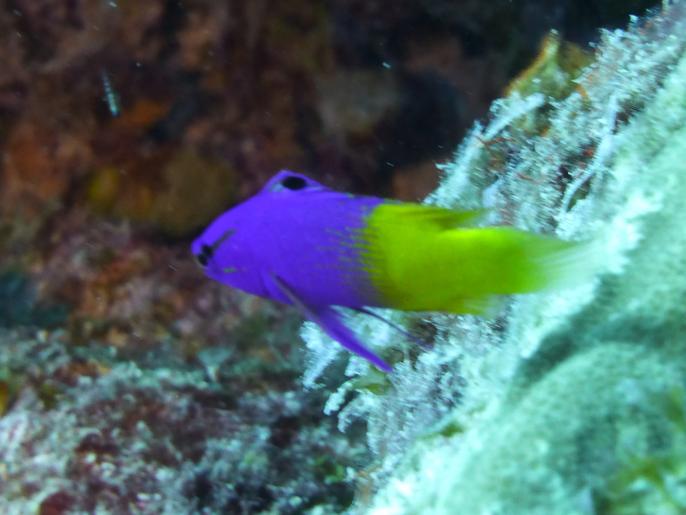 Fairy Basslet, Bonaire, 2013