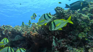 Underwater photograph by Joel Bergsma