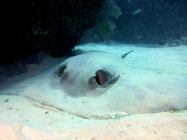 Underwater photograph by Joel Bergsma