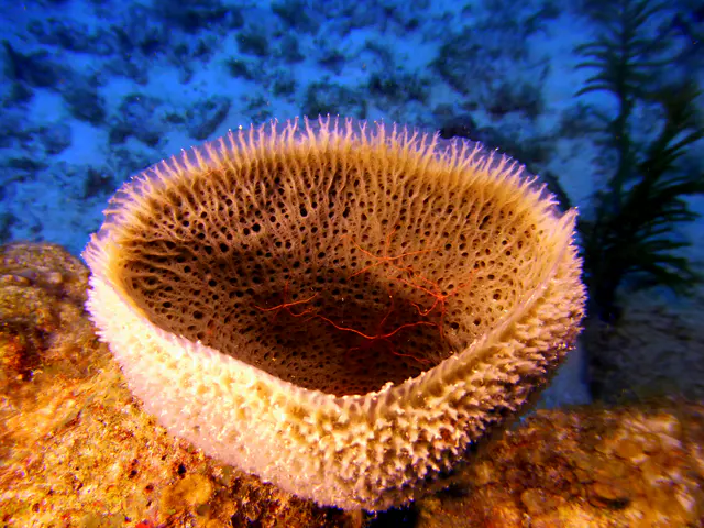 Underwater photograph by Joel Bergsma