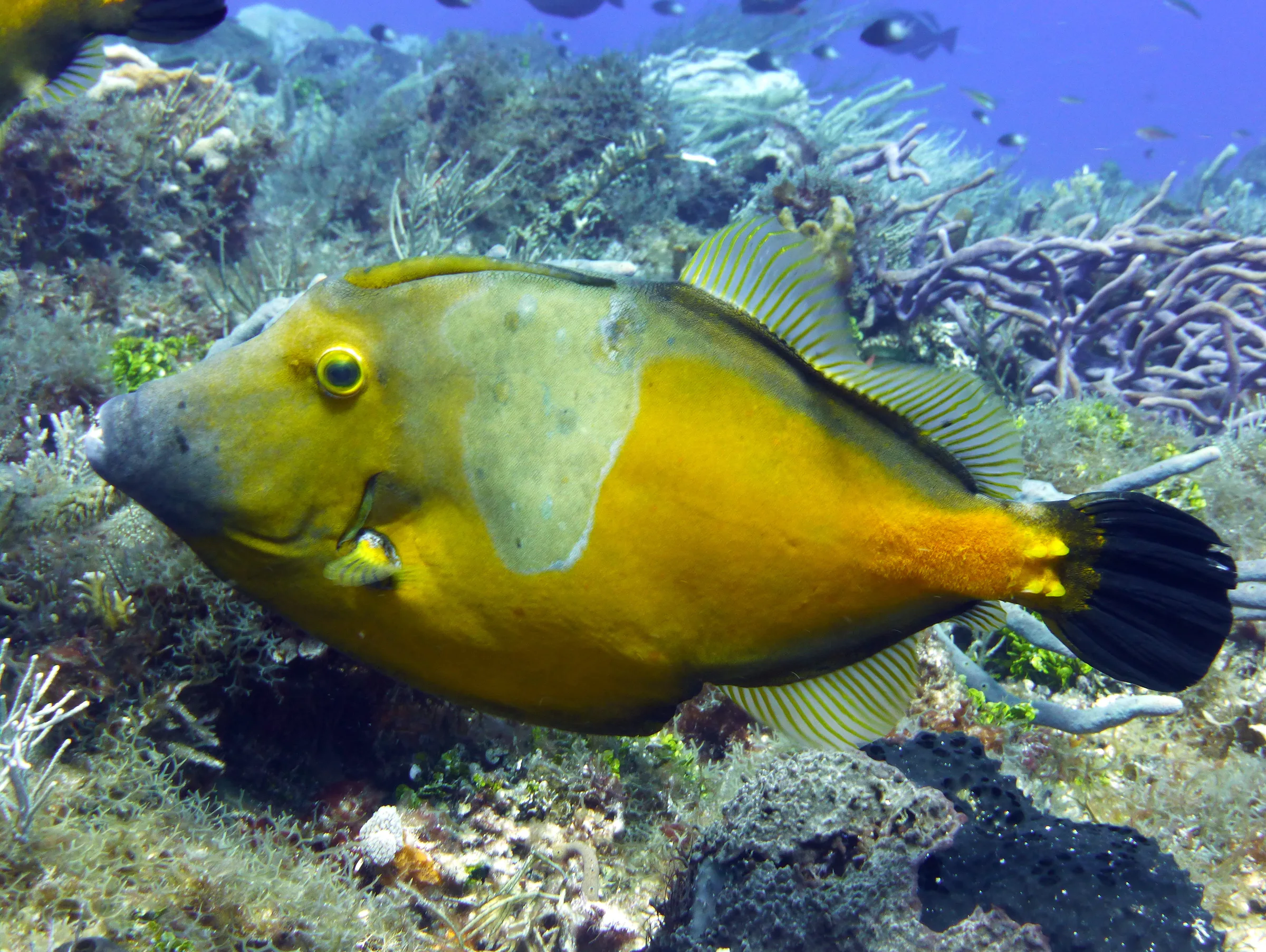 Unicornfish, Cozumel, 2014