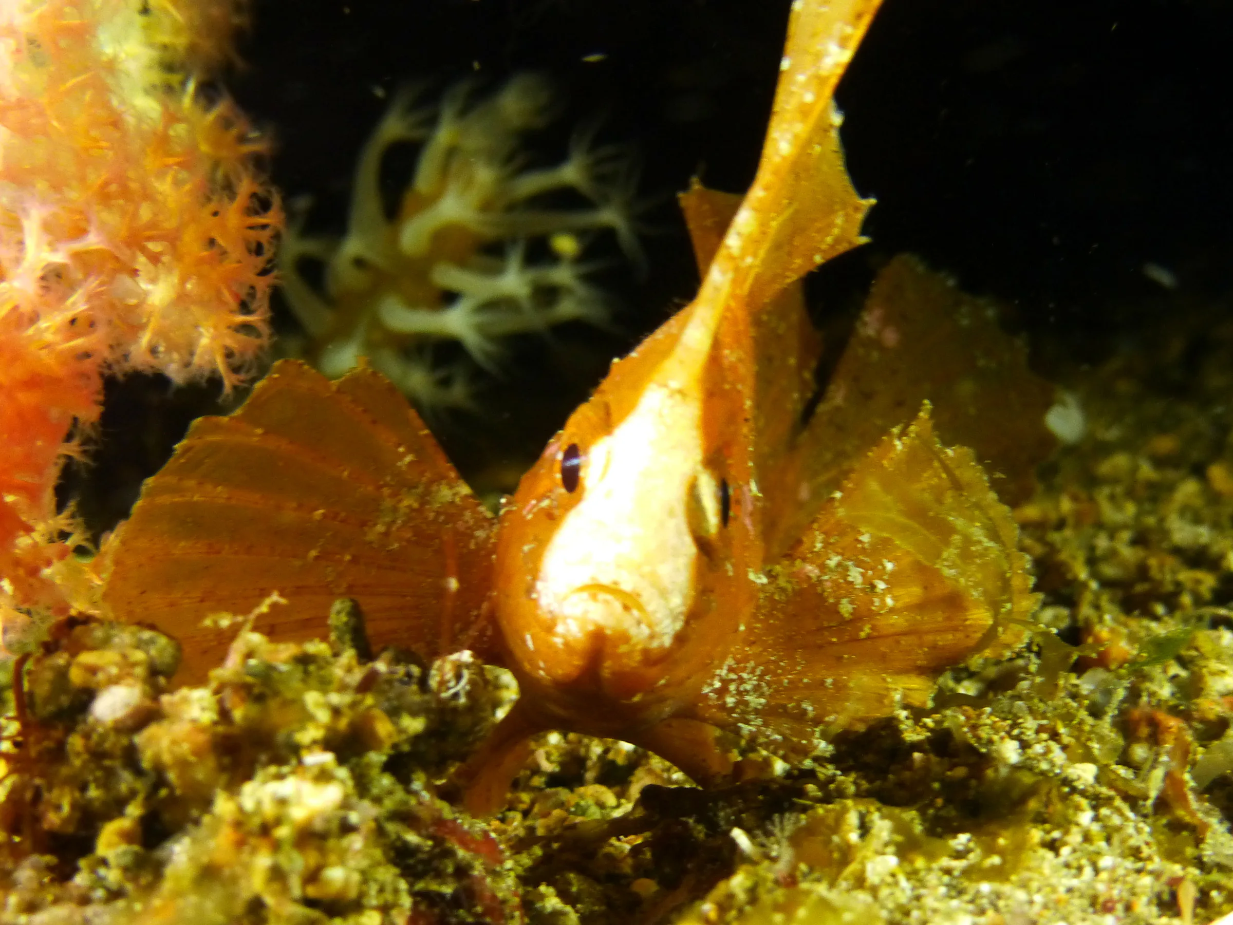 Leaf Scorpionfish, Philippines, 2014