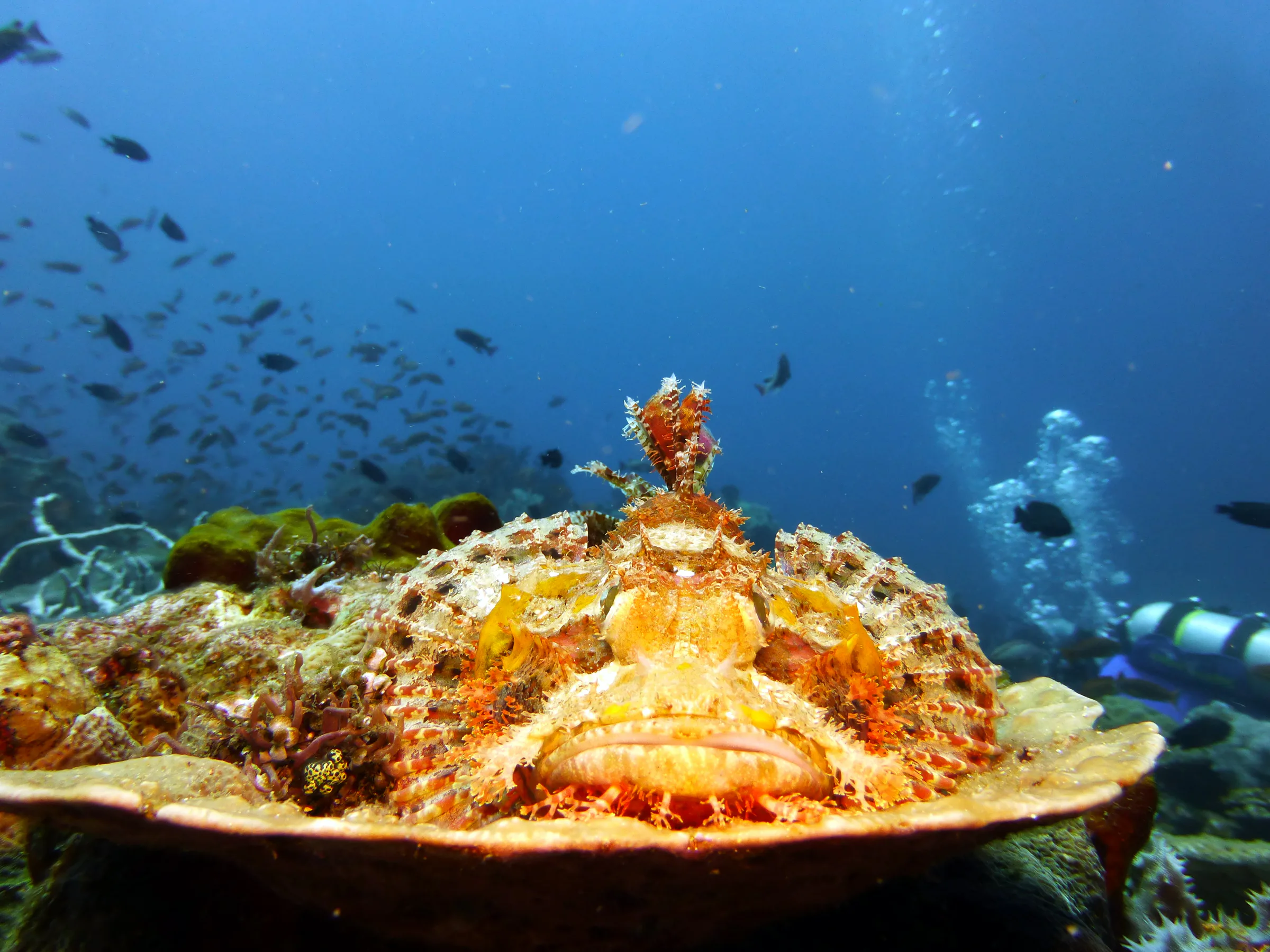 Scorpionfish, Philippines, 2014