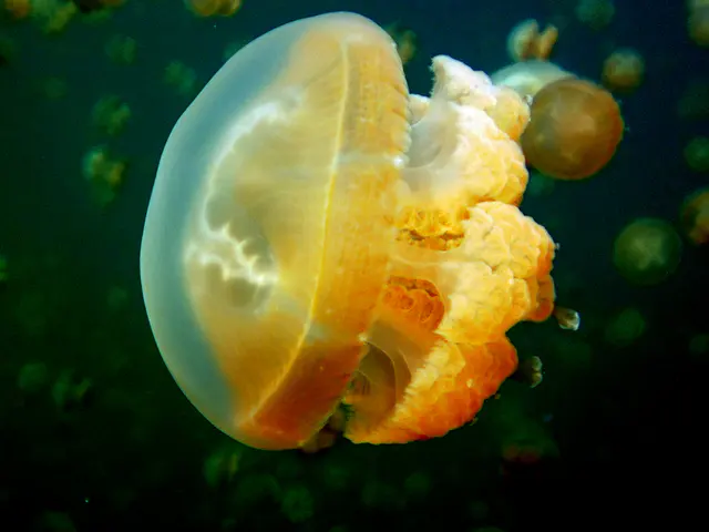 A beautiful Golden Jellyfish  with a bell shaped dome.  Jellyfish Lake, Palau, 2011.   See Paul Humann, et al, Reeff Creature Identification (2010), page 17.